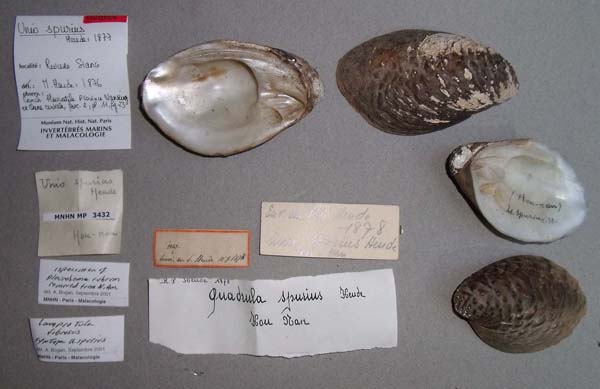 specimen