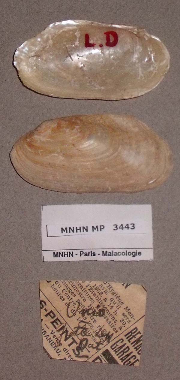 specimen