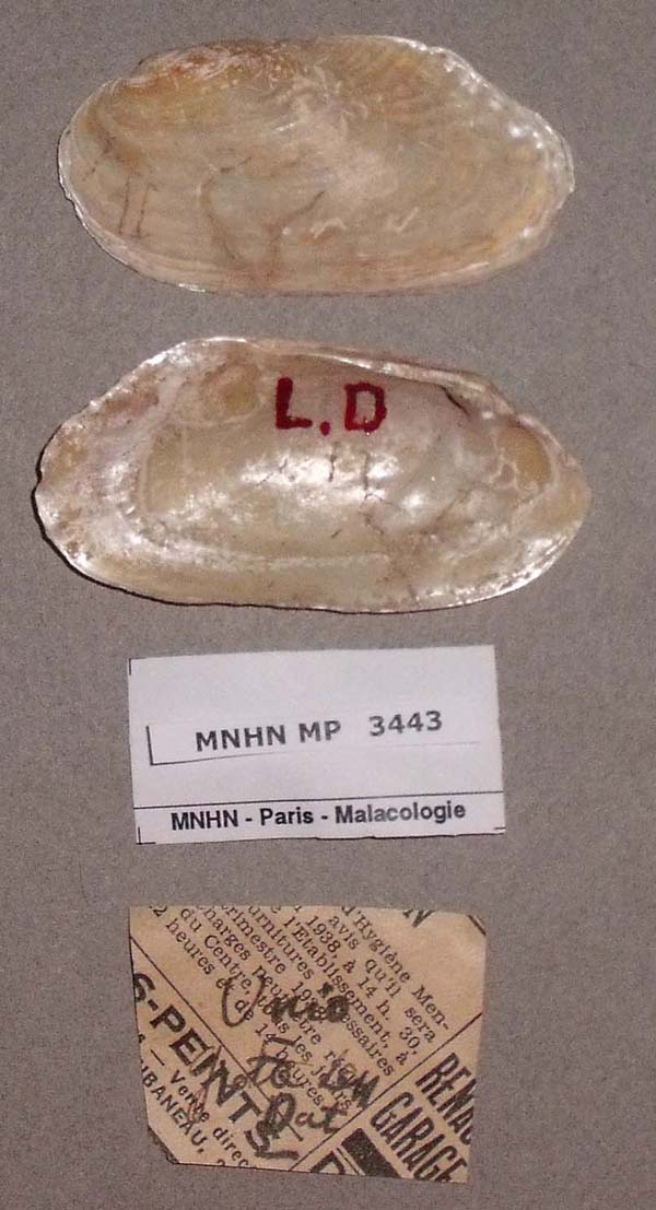 specimen