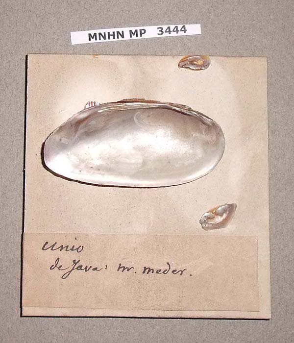 specimen
