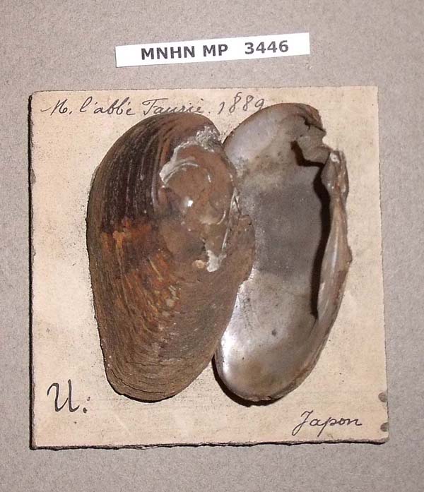 specimen