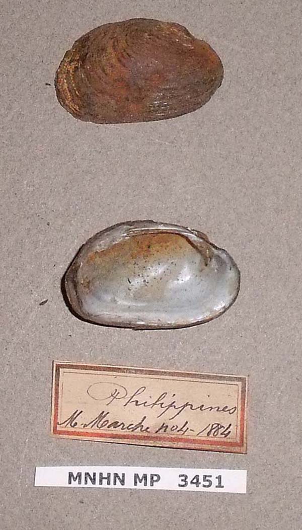 specimen