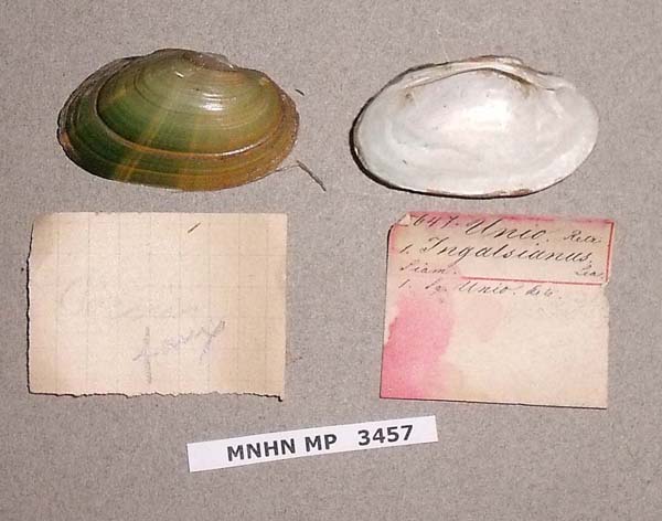 specimen