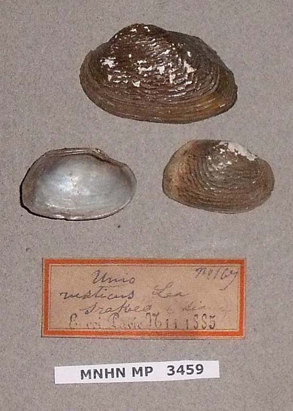 specimen