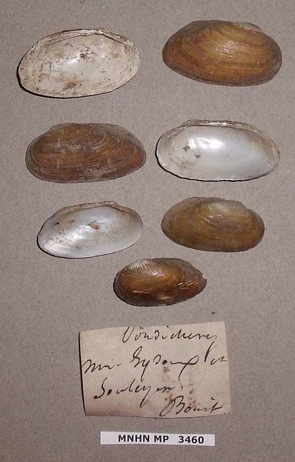 specimen