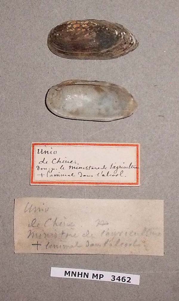 specimen