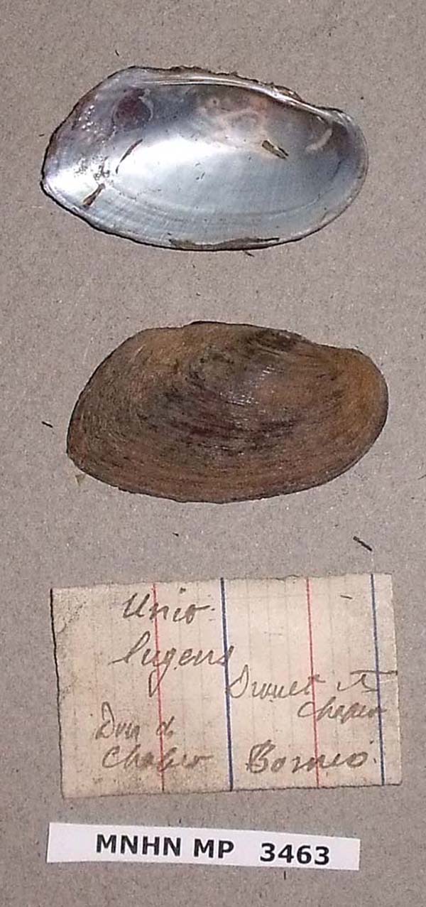 specimen