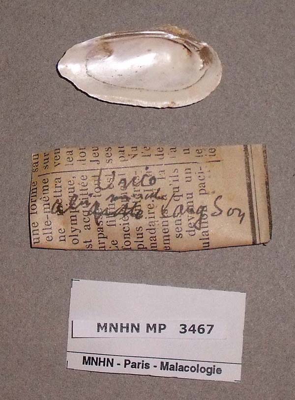 specimen
