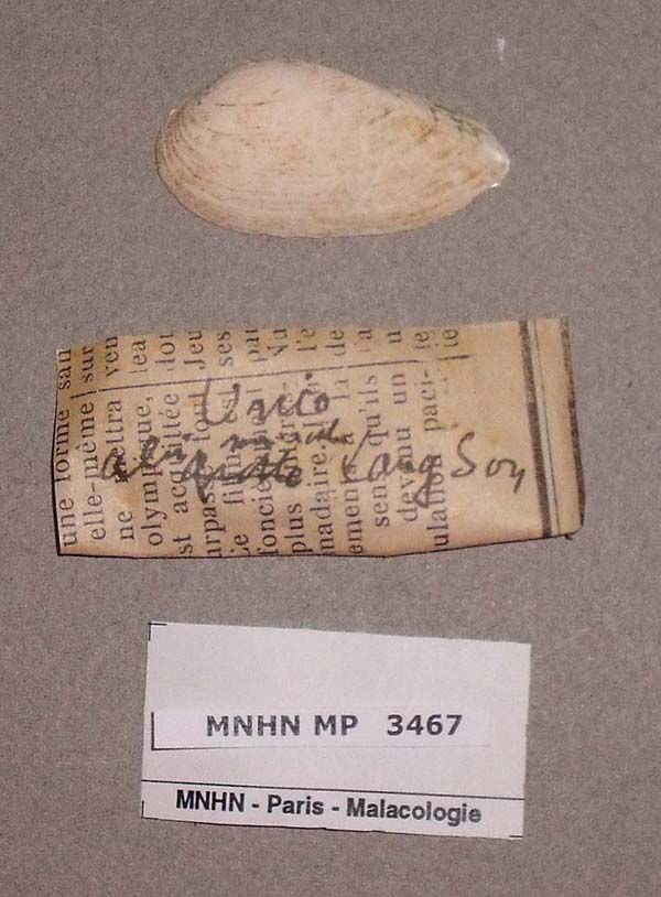 specimen