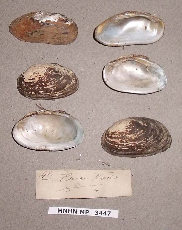 specimen