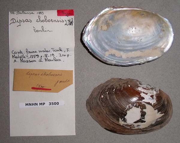 specimen