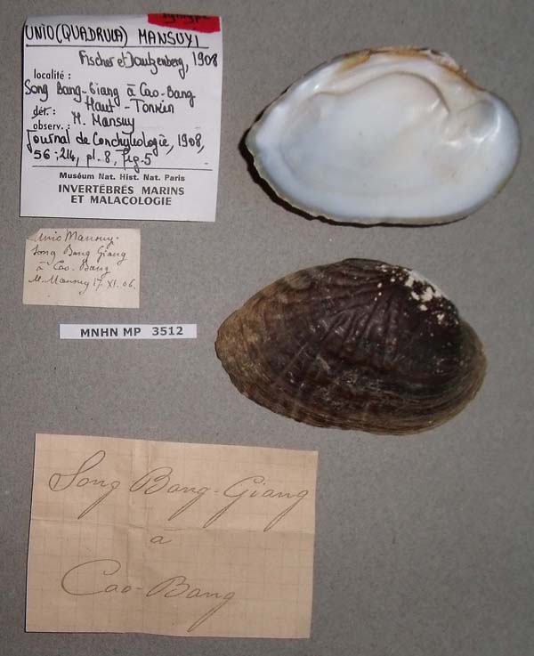 specimen