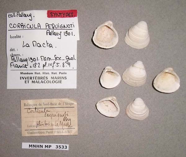 specimen