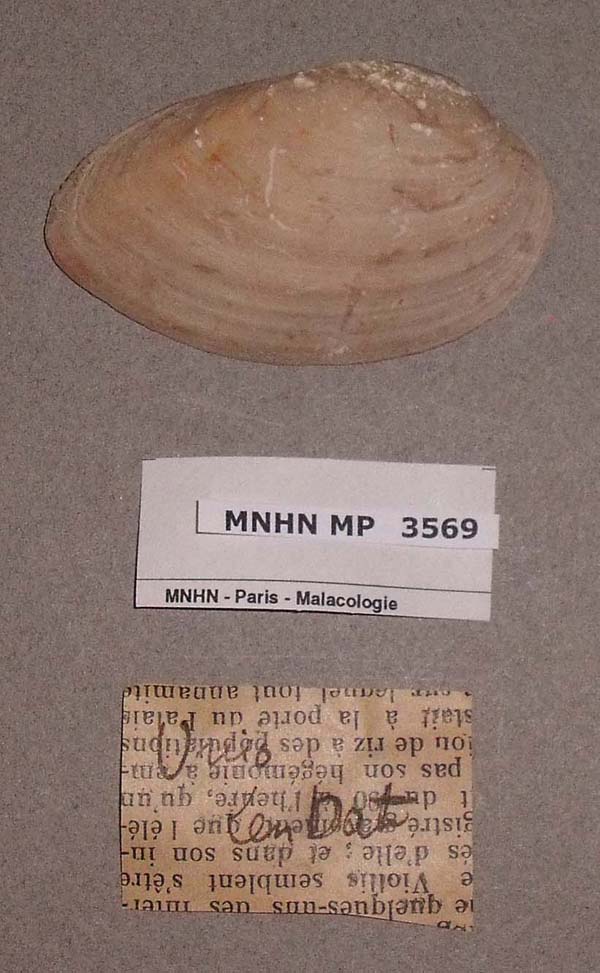 specimen