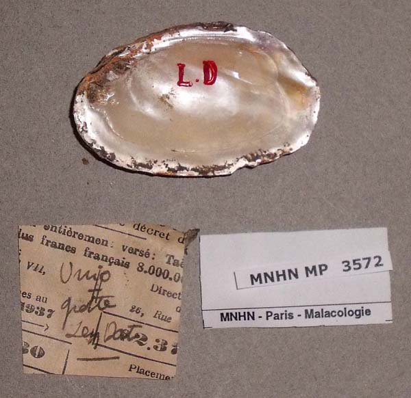 specimen