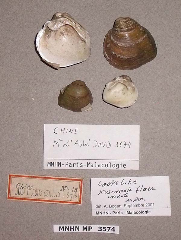 specimen