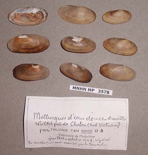 specimen