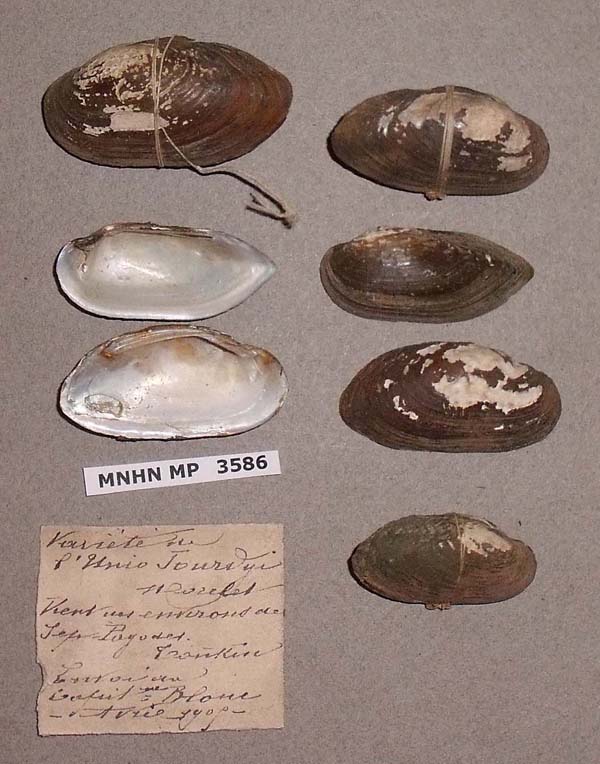 specimen