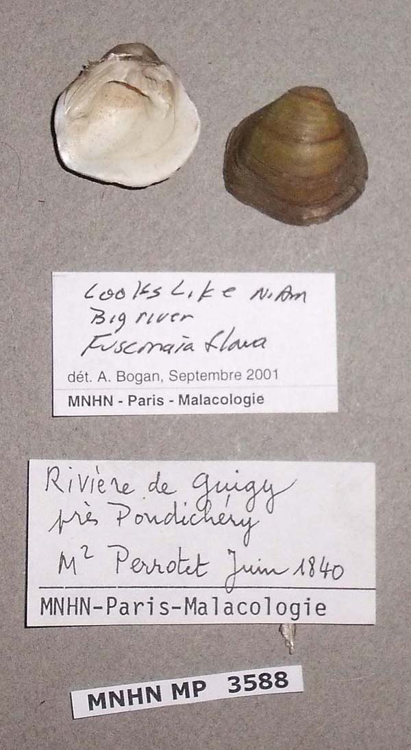 specimen