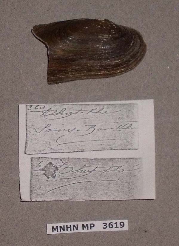 specimen
