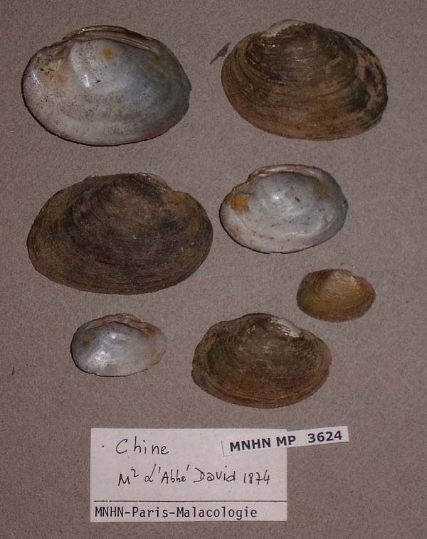 specimen