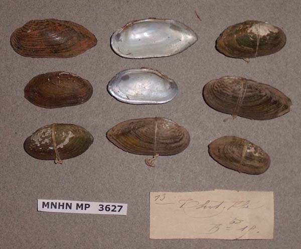 specimen