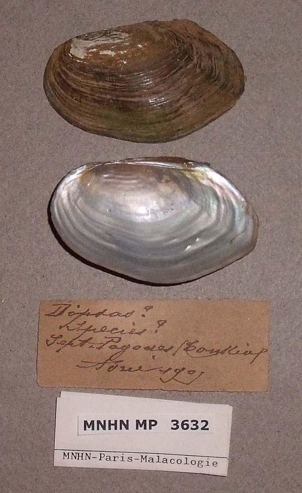 specimen