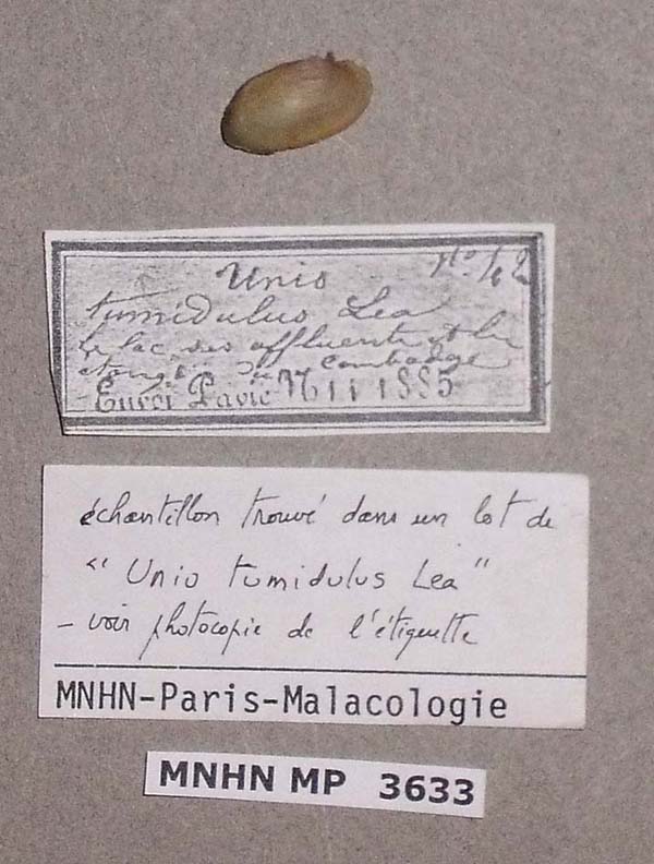specimen