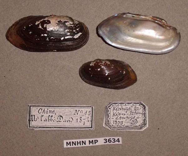 specimen