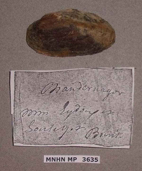 specimen
