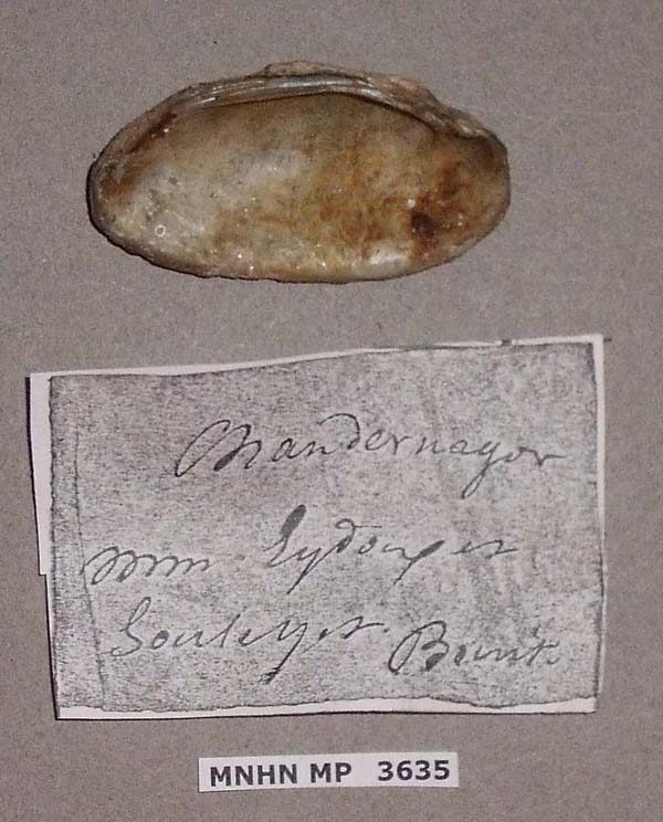 specimen