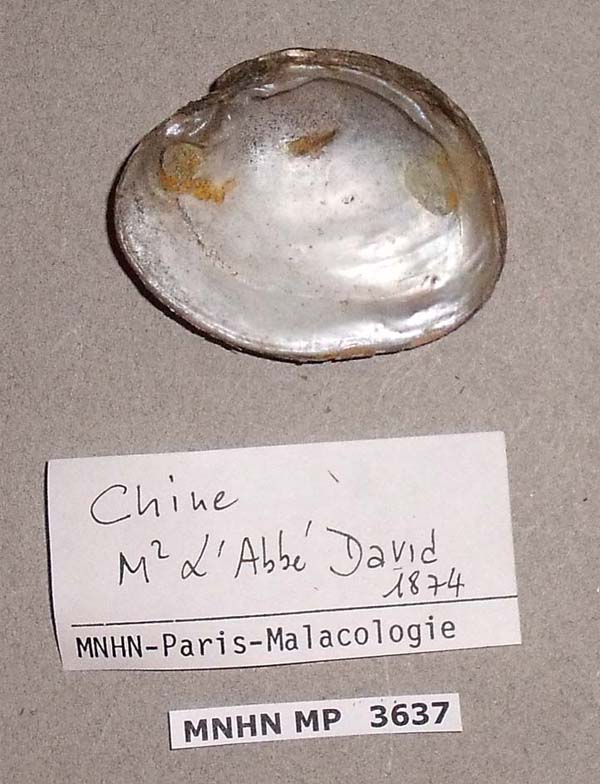 specimen