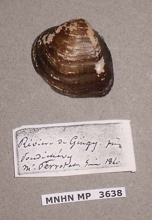 specimen
