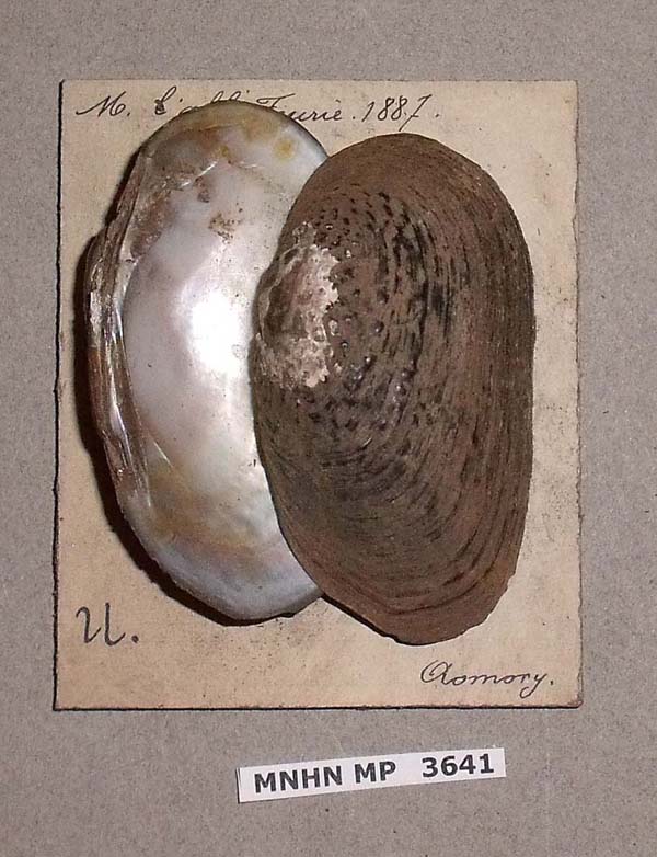 specimen