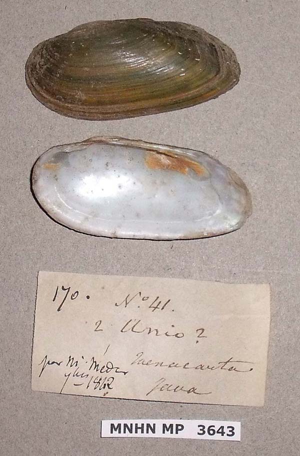 specimen