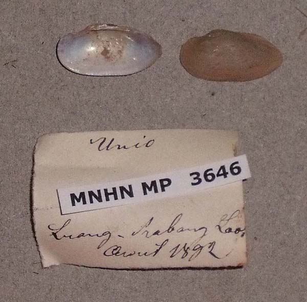 specimen