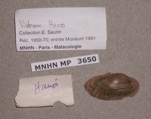 specimen