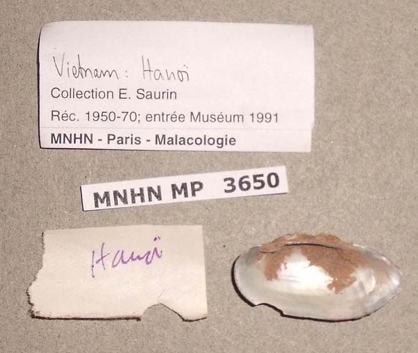 specimen
