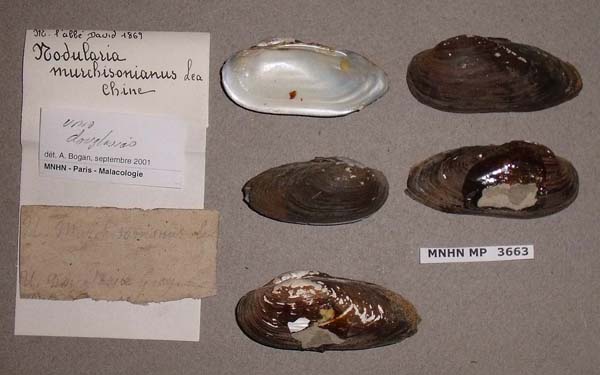 specimen
