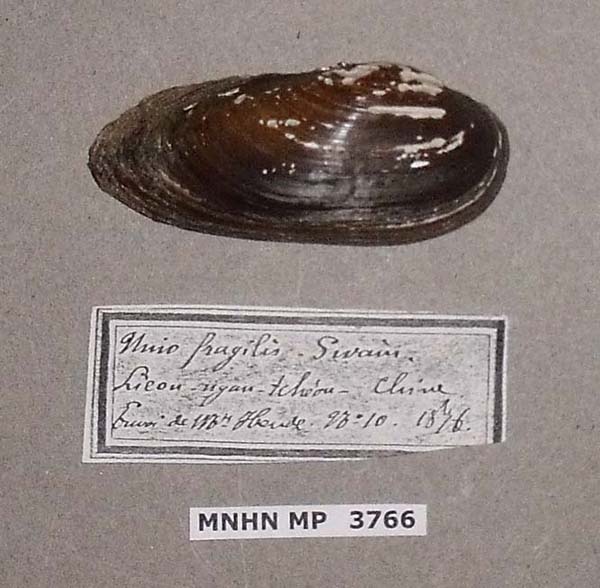 specimen