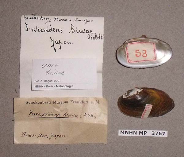 specimen