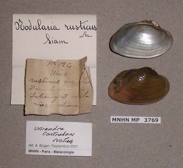 specimen