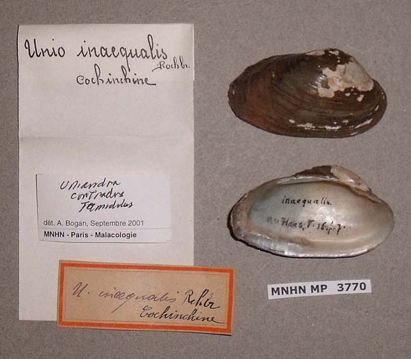 specimen