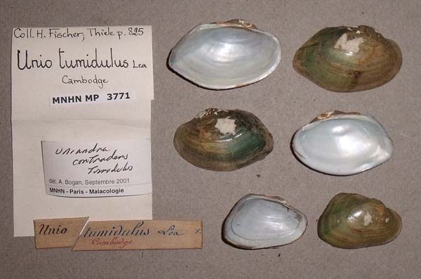 specimen