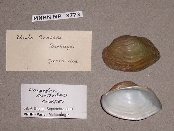 specimen