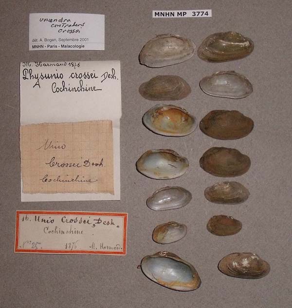 specimen