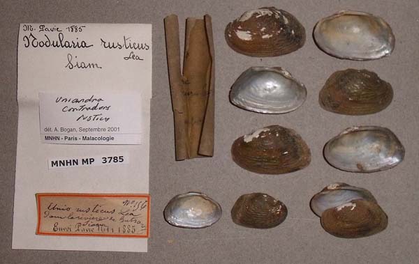 specimen