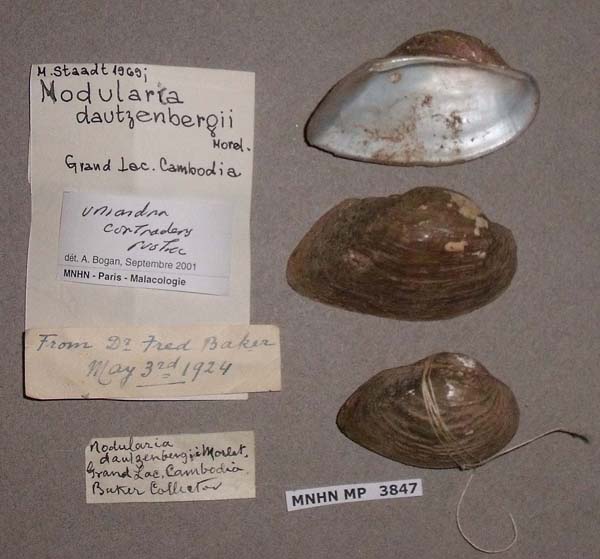 specimen