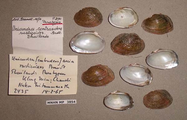 specimen