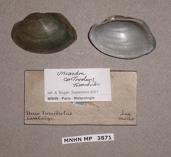 specimen
